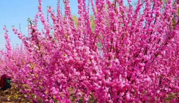 春季开花的榆叶梅是一种梅花吗
