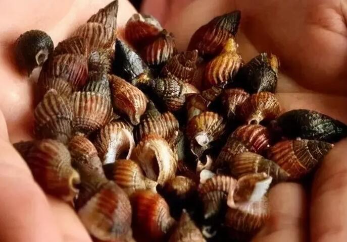 夏季很多人爱吃海螺以下哪种螺千万不要吃