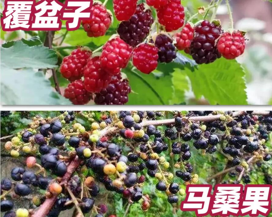在野外看到形似桑葚的小野果可以摘来吃吗