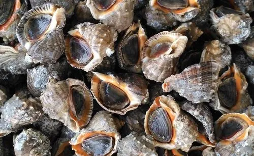 为了健康考虑海螺的什么部位最好不要吃