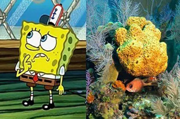 海洋里的海绵是植物还是动物