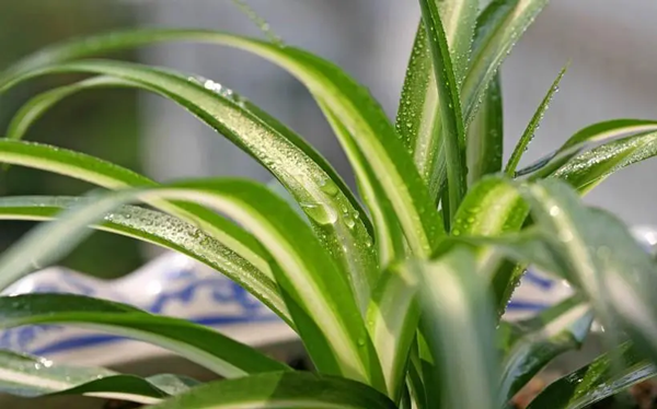 下列哪种花更适合在家里养
