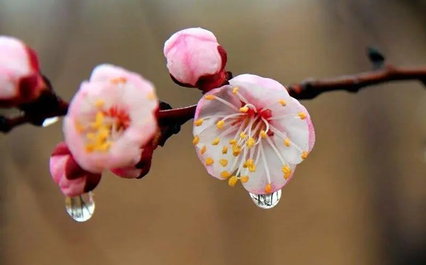 哪种花在古代被称为及第花