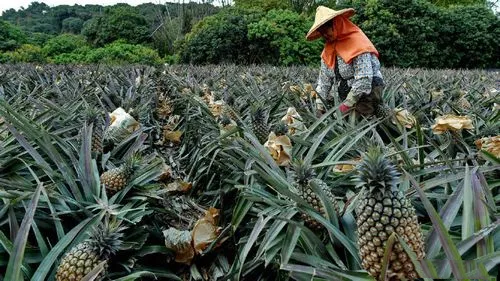 我们平时吃的菠萝是长在
