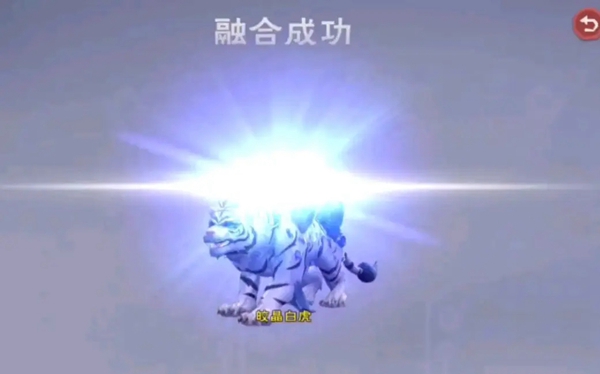 创造与魔法6阶白虎要多少进阶石