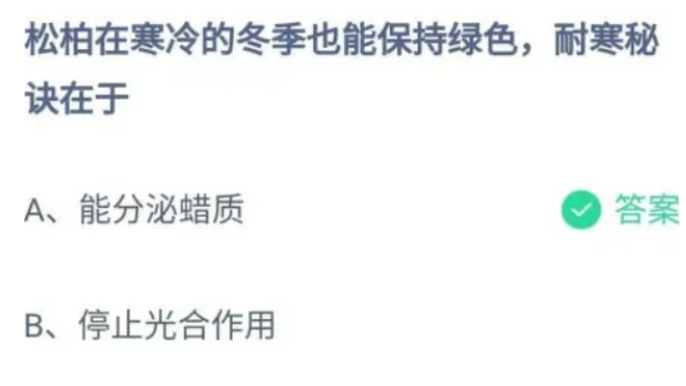 松柏在寒冷的冬季也能保持绿色耐寒秘诀在于